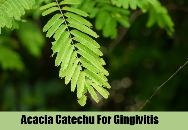 Acacia Catechu Acacia Catechu