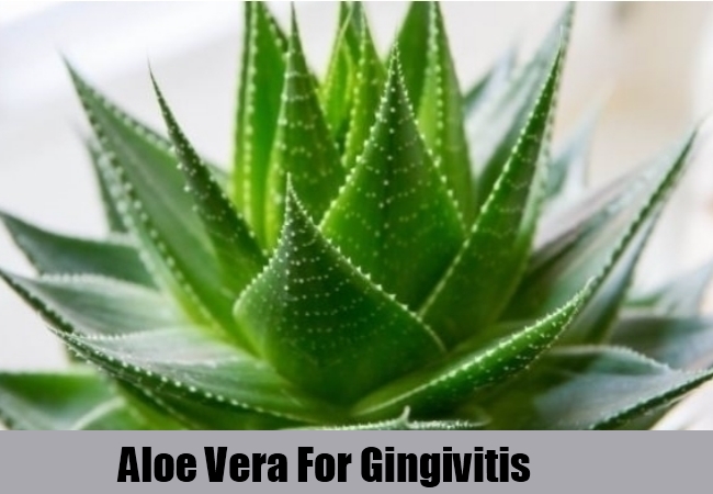 Aloe Vera Aloe Vera
