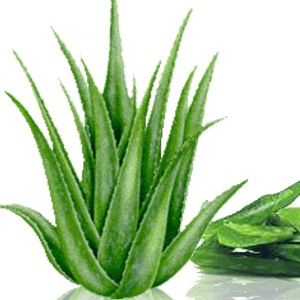Aloe Vera Aloe Vera