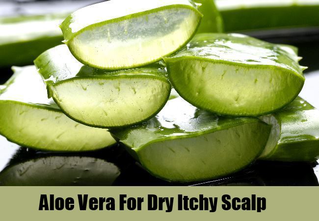 Aloe Vera Aloe Vera