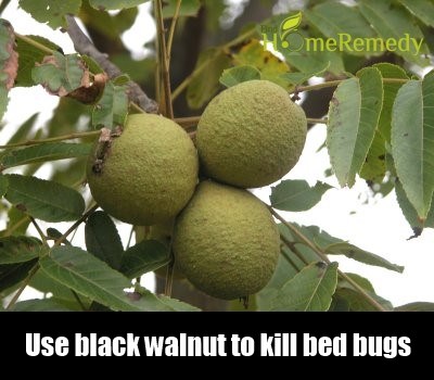 Black Walnuts