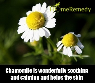 Chamomile Chamomile