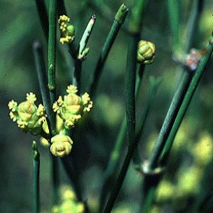 Ephedra Ephedra