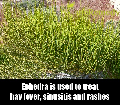 Ephedra Ephedra