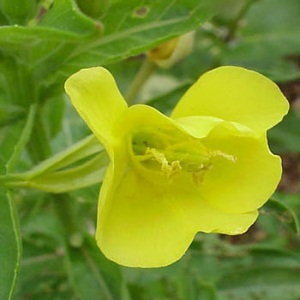 Evening primrose Cure alopecia