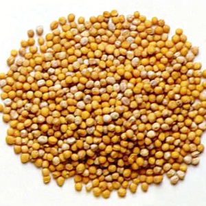 Mustard Seeds Mustard Seeds