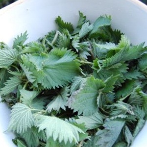 Nettle Nettle