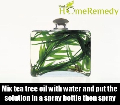 Tea Tree Oil Tea Tree Oil