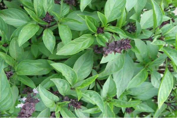 basil leaves basil leaves