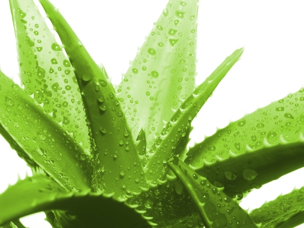 Aloe Vera Aloe Vera