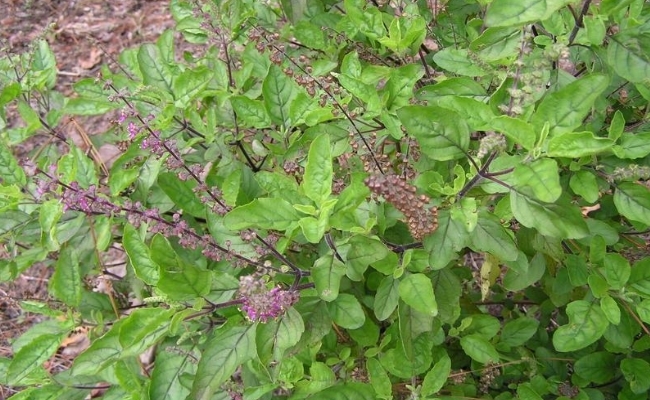 Holy Basil Holy Basil