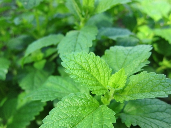 Lemon Balm Lemon Balm