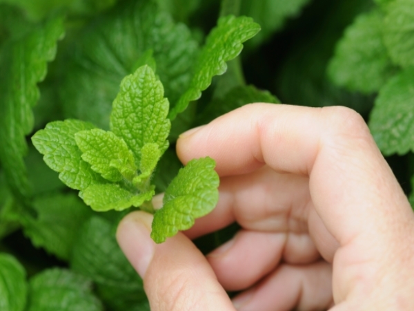 Peppermint Peppermint