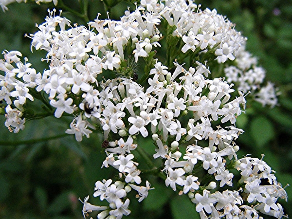 Valerian Valerian