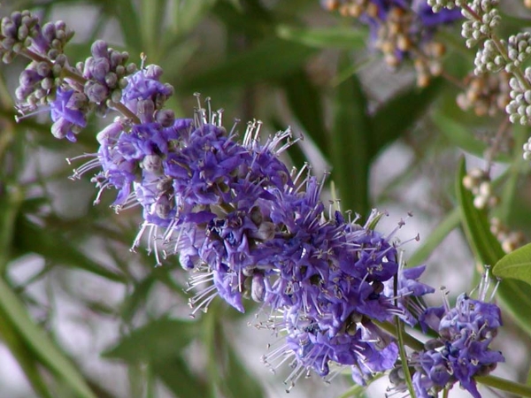 Vitex Agnus Castus Vitex Agnus Castus