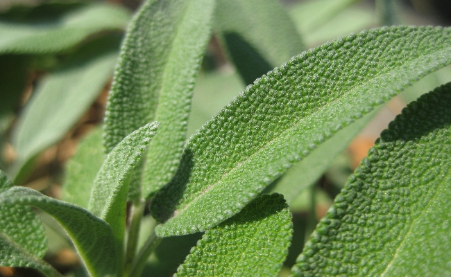 sage leaves sage leaves