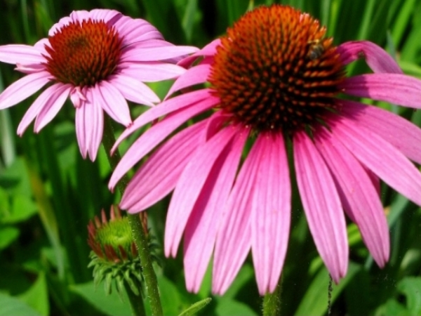 Echinacea Echinacea