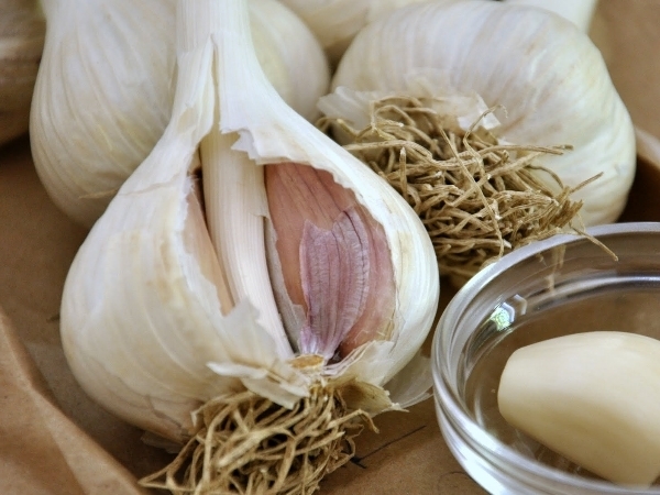 Garlic Garlic