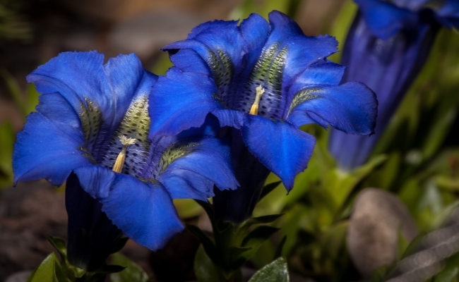 Gentian Gentian