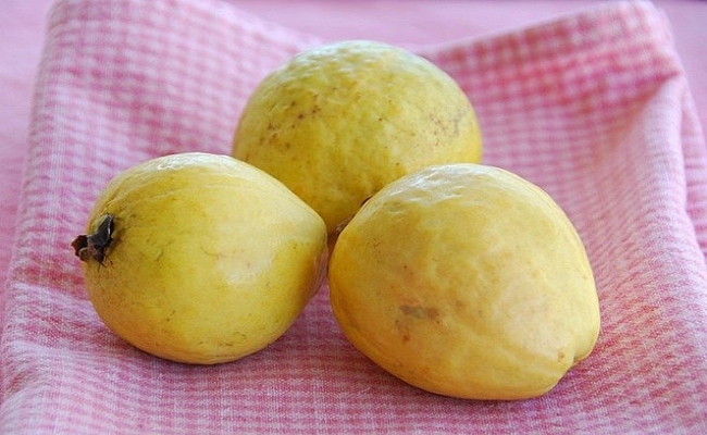 Guava Guava