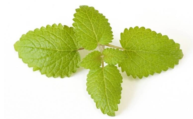 Lemon Balm Lemon Balm