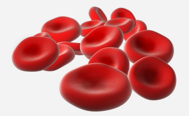 Red blood cells