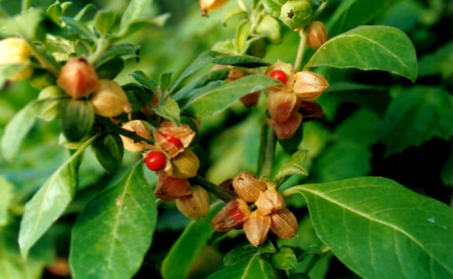 Withania Somnifera Withania Somnifera