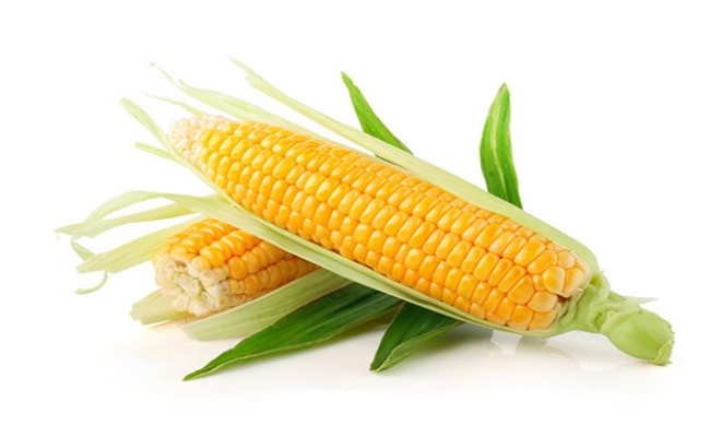 Corn Corn