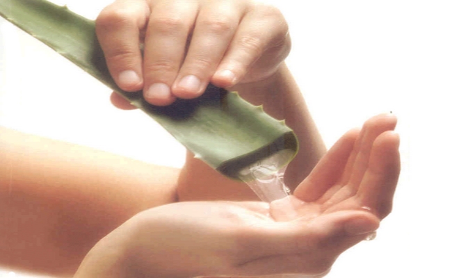 Aloe vera (3)