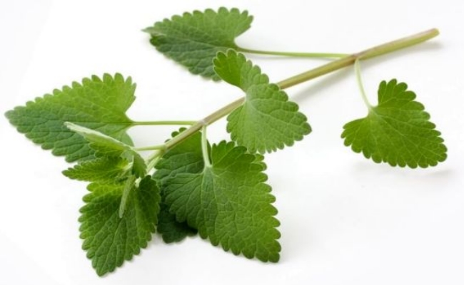 Catnip Catnip