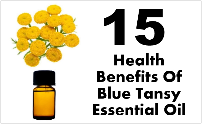 Health Benefits Of Blue Tansy Essential Oil