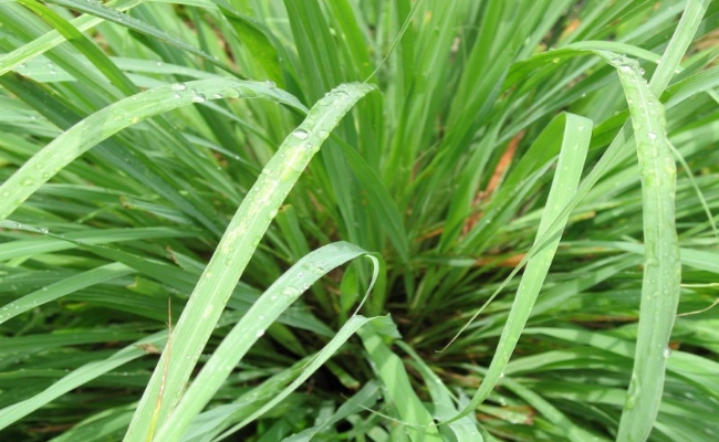 citronella citronella