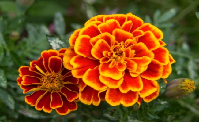 marigolds marigolds