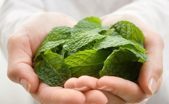 Mint Mint