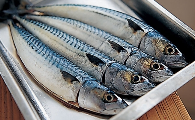 Mackerel