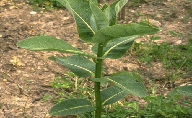 Milkweed extract