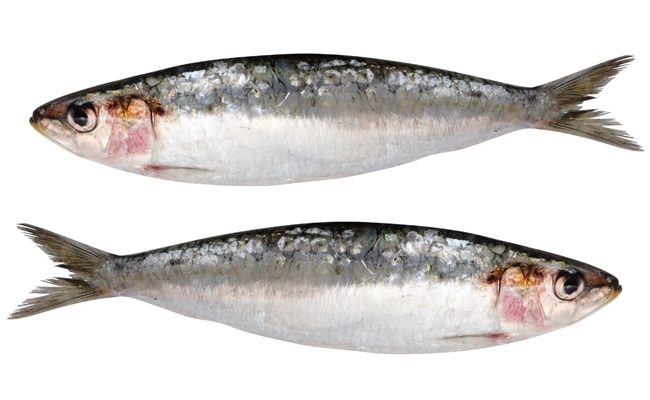 Sardines