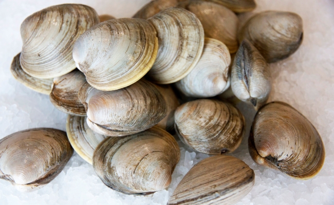 Shellfish