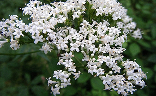 Valerian