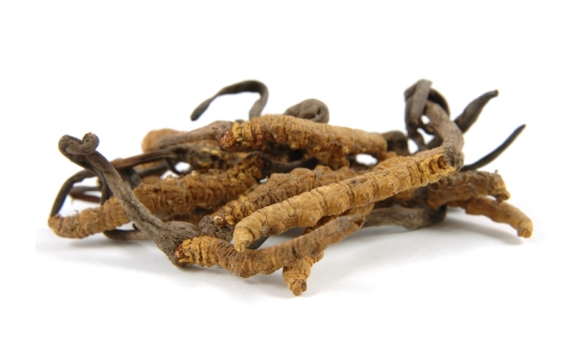 Cordyceps