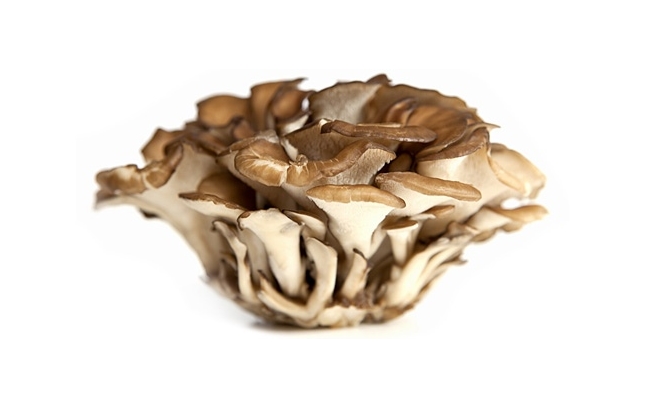 Maitake Mushroom