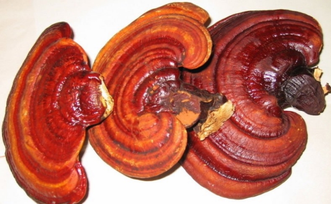 Reishi Mushroom