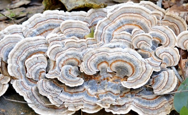 Turkey Tail Mushroom