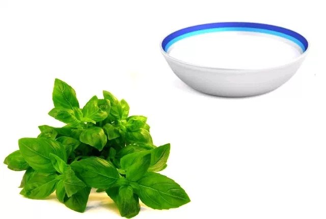 Basil And Milk Face Pack For Bright Skin